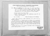 Phaeoclavulina abietina image